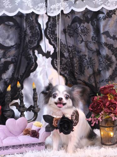 20231007マイアちゃん